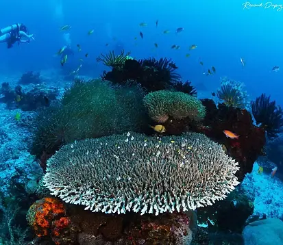 Site Rockpoint East et West à Apo Island